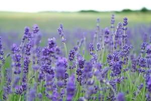 Lavender Field by Annie Spratt | Unsplash